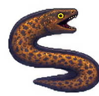 Moray Eel